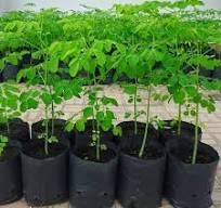 اريعة مشاتل مورينقا 35 دينار و التوصيل مجاني